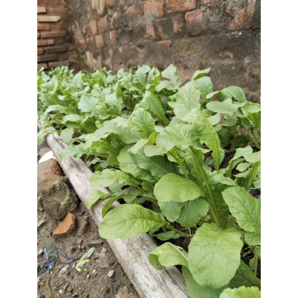 Benih lobak daun isi (1000 butir), Bibit lobak daun lalap