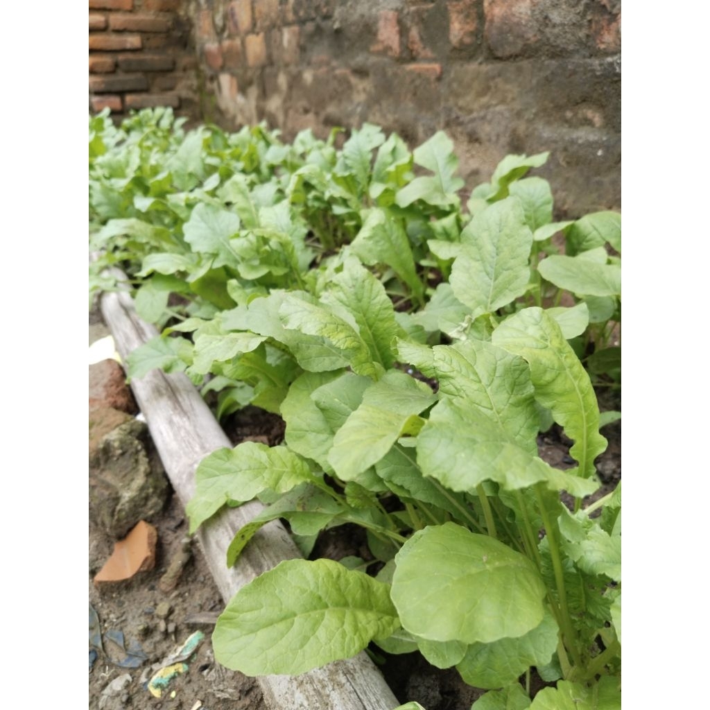 (50 gram) Benih lobak daun, bibit lobak daun lalap