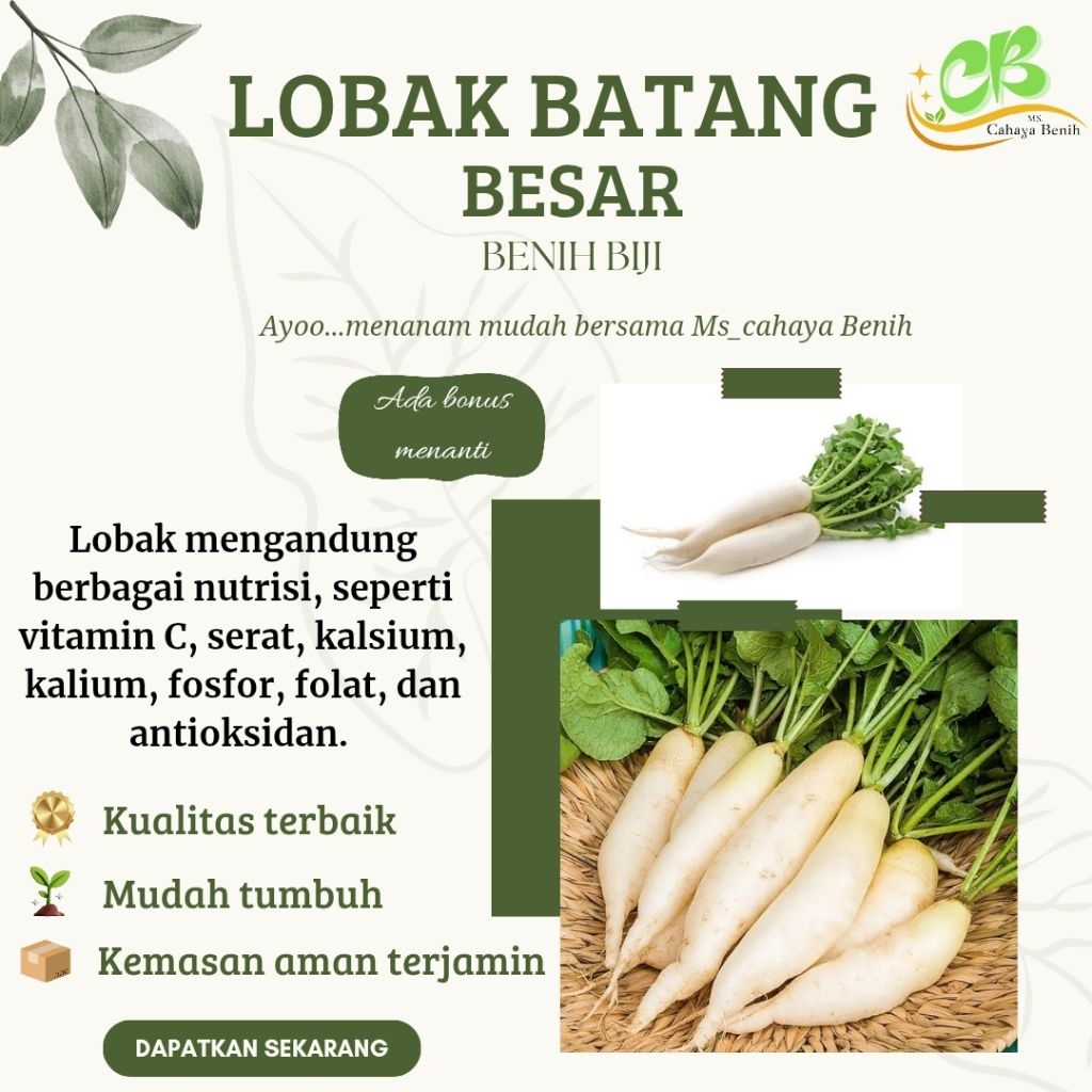 (100 gram) Benih lobak putih batang besar, bibit biji lobak