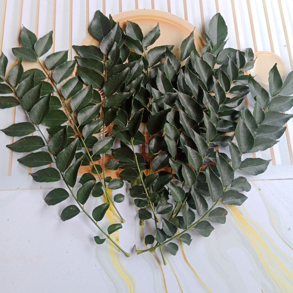 

Daun Koro kering/kari kering/Daun salam koja harga/15 tangkai