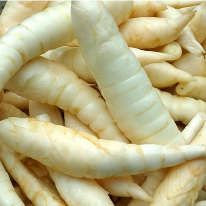 

Umbi Garut Segar 1 kg Obat Asam Lambung - Umbi Terigu Fres