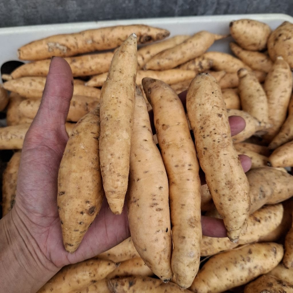 

ubi cilembu madu 1kg isi 9-12 buah kualitas premium