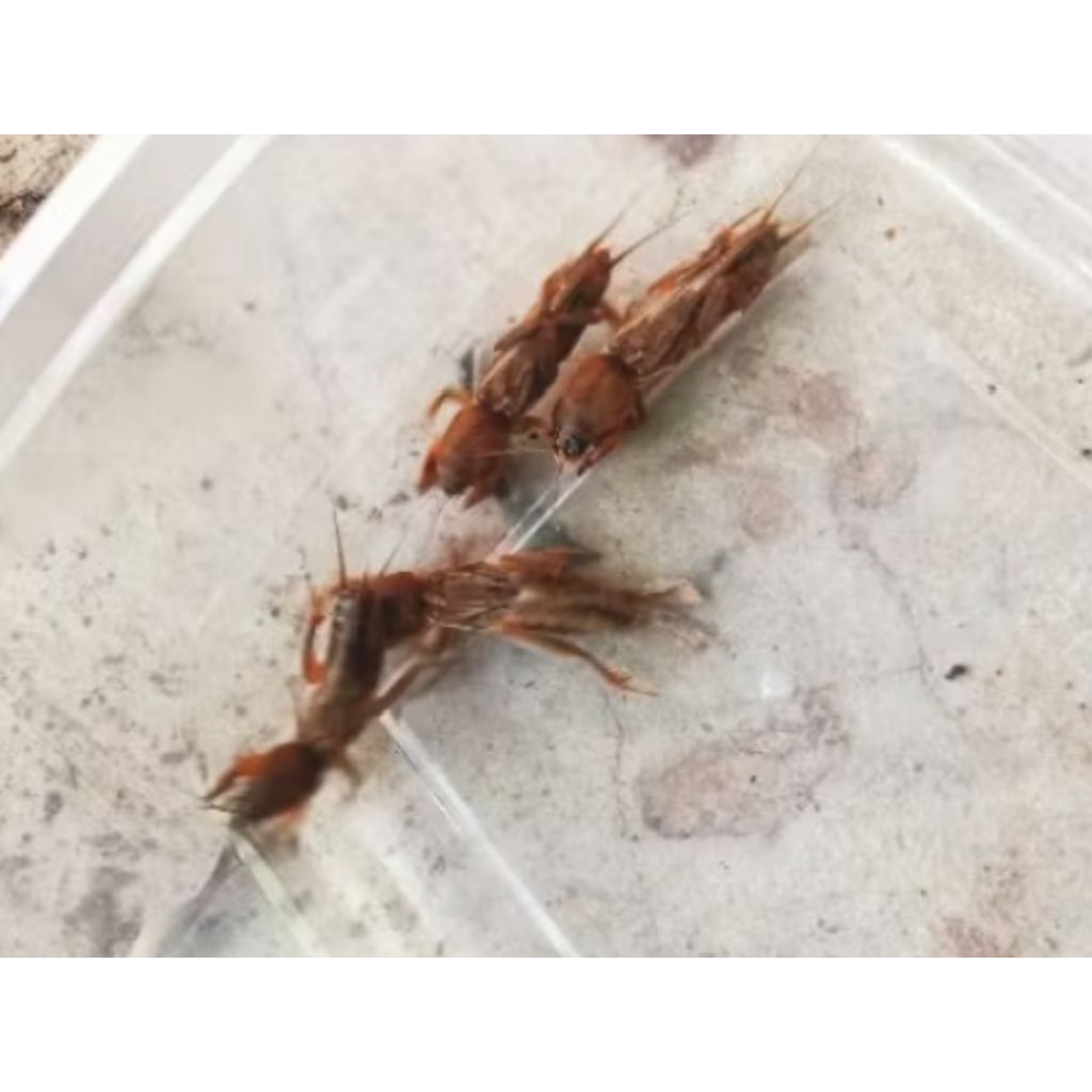 Orong - orong / Gaang