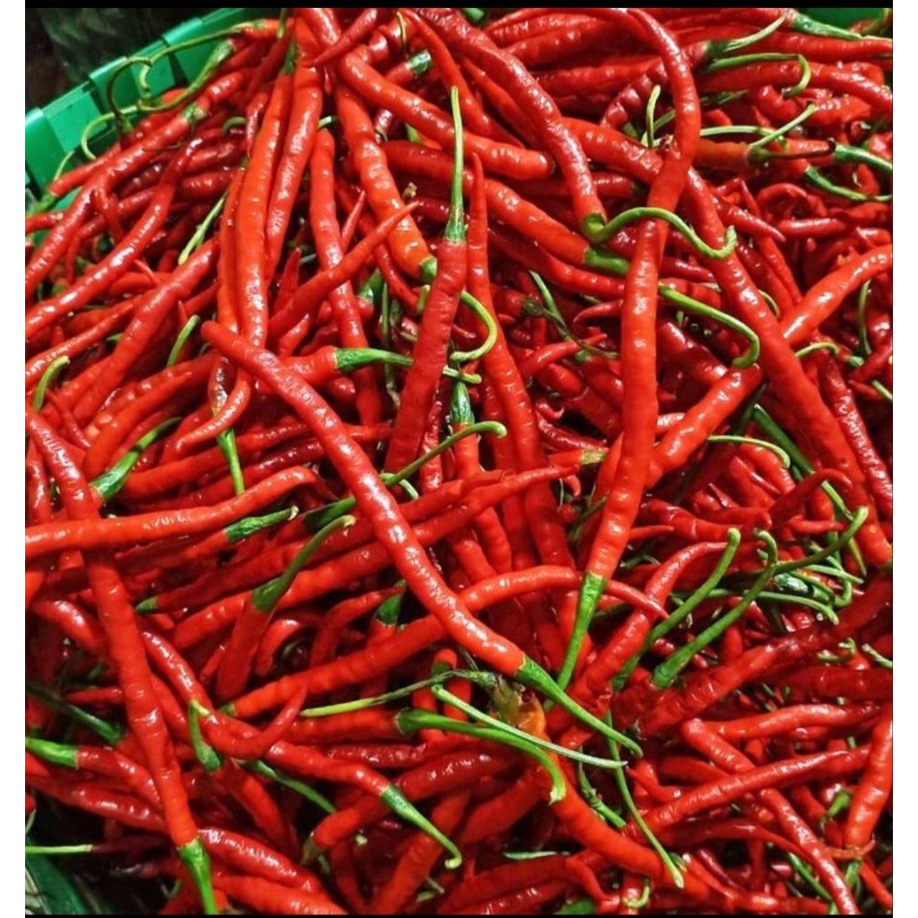 

CABAI KERITING 500GR FRESH SEGER