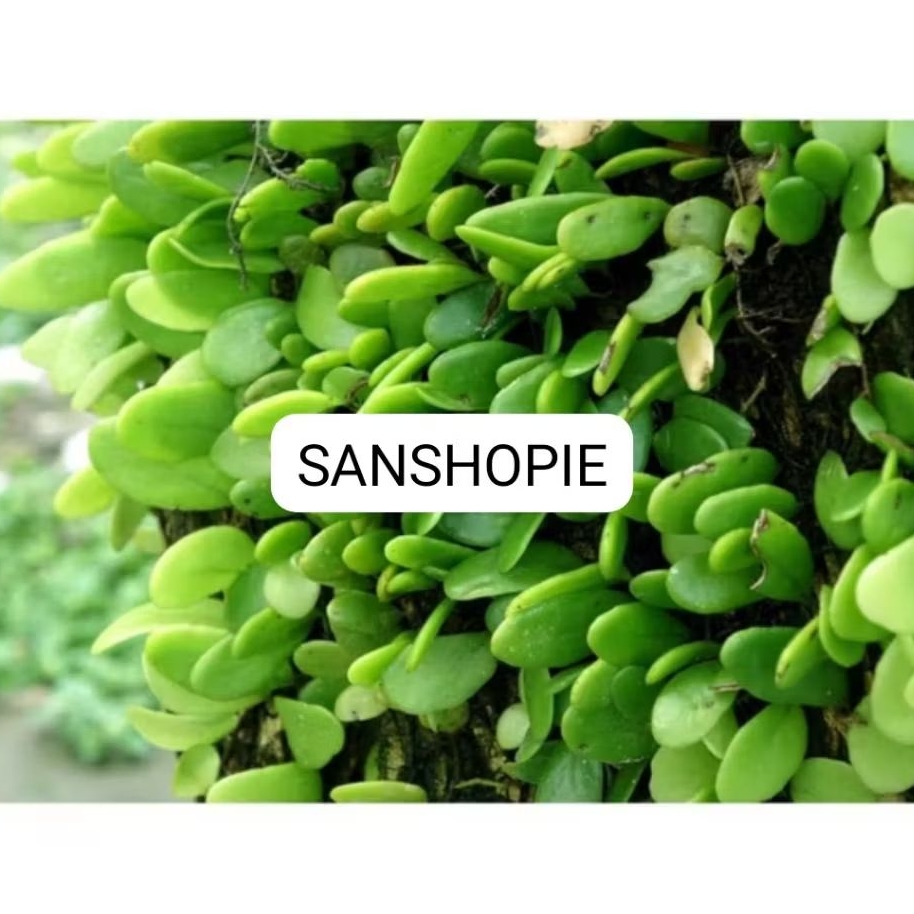 

Daun sisik naga atau picisan segar 500 gram