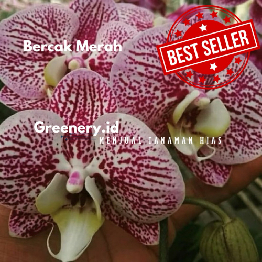 Anggrek Bulan Siap Berbunga Dewasa/Spike - Anggrek Bulan Bercak Merah