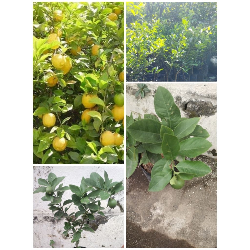 

Bibit lemon jumbo