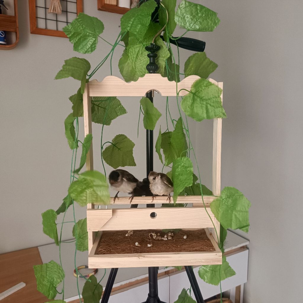 Sangkar Layang Kutilang Tekukur Jati Landa Model Mahkota