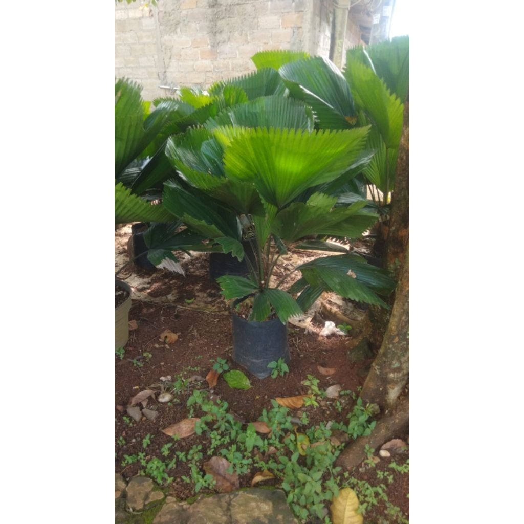 

pohon palm kol tinggi 1mtr