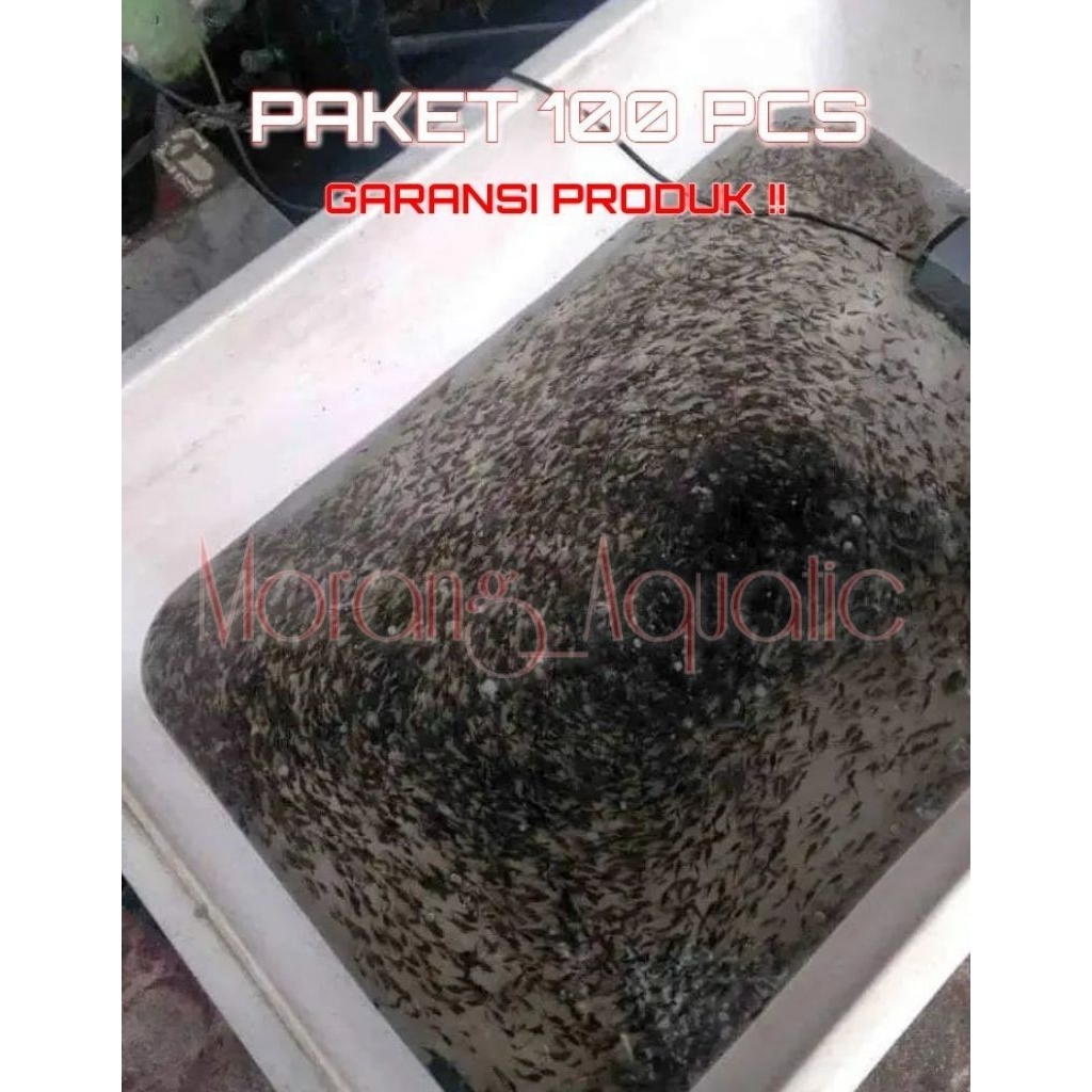 Cere Kali Halus Pakan Alami Ikan Predator Pbas Oscar Louhan Channa