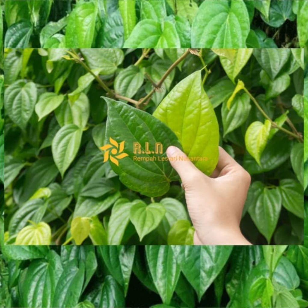 

Daun sirih segar 20 lembar lebih | daun sirih | daun sirih segar