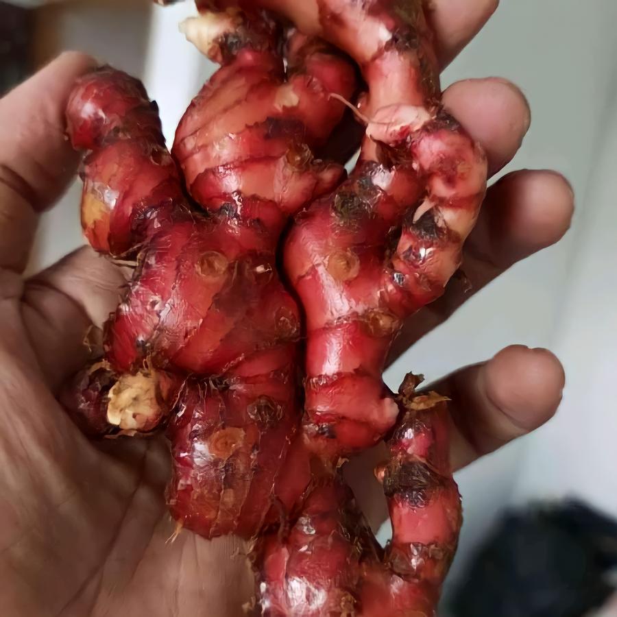 

jahe merah fresh500 Gram