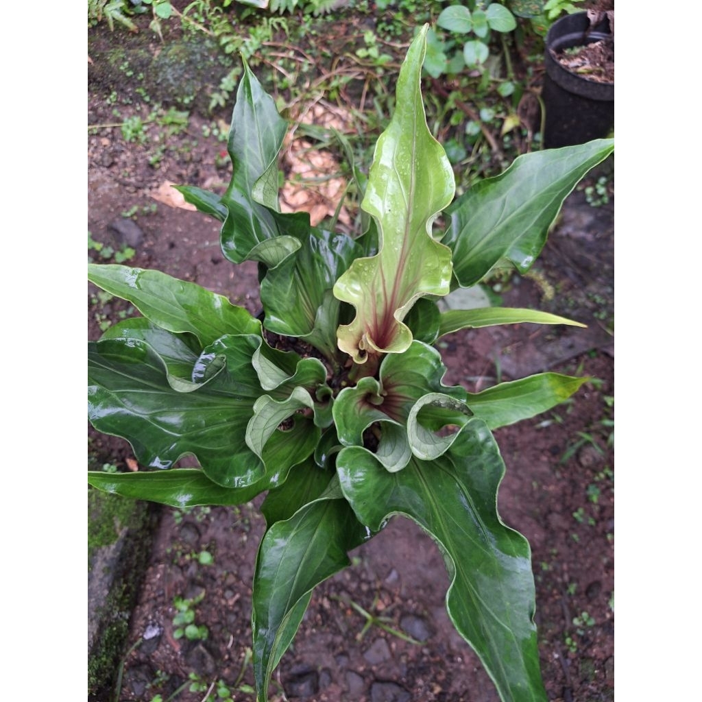 ANTHURIUM OBOR MERAH