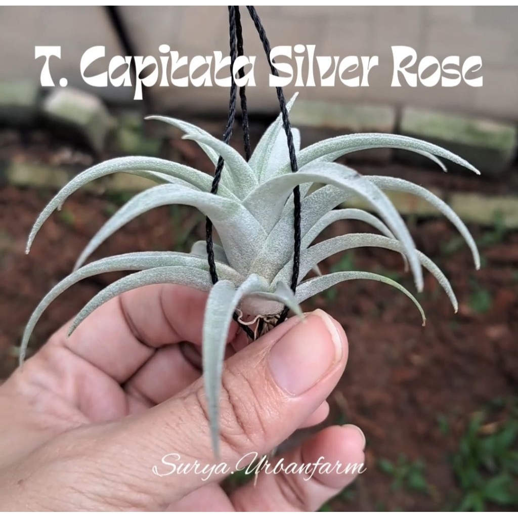Capitata Silver Rose tillandsia tilandsia airplant tanaman udara