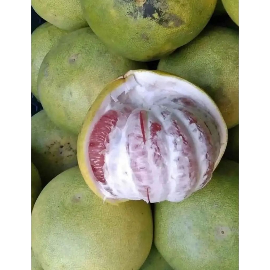 jeruk bali fress isi merah dan putih campur langsung petik perbuah