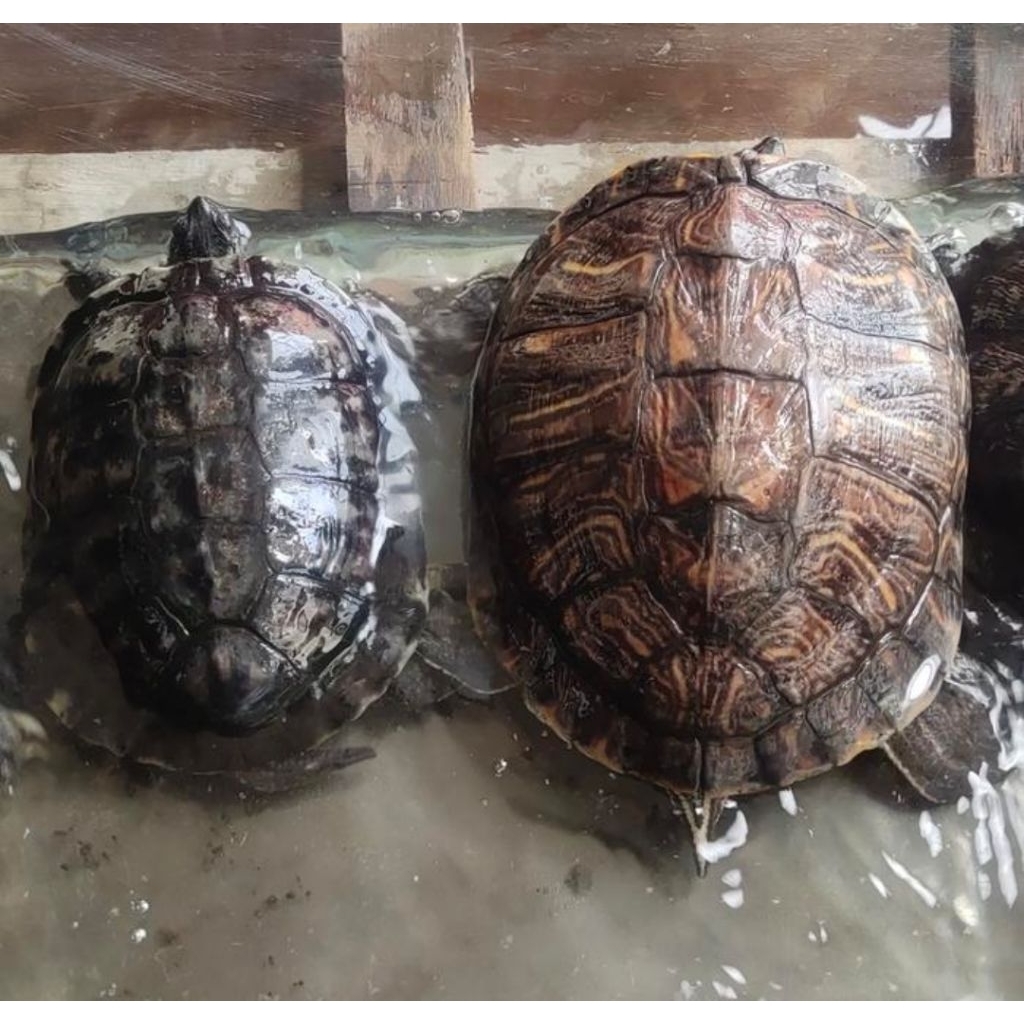 Kura kura Brazil indukan dewasa sepasang