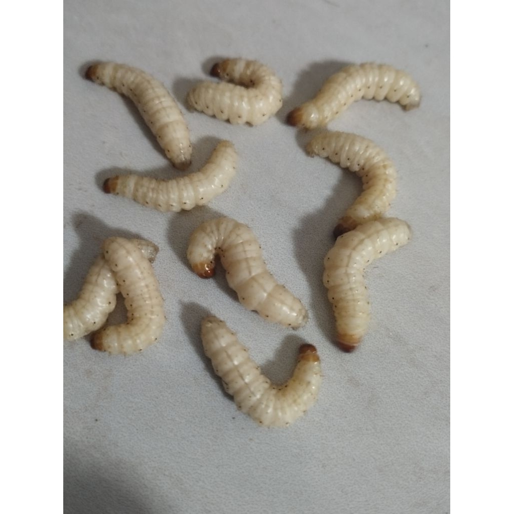 ULAT BAMBU isi 30