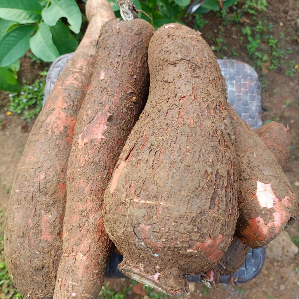 

SINGKONG MENTEGA PER 1KG