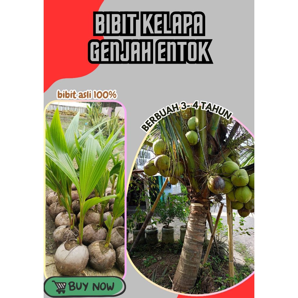 SUDAH DIKUPAS  Bibit Buah Kelapa Genjah Hibrida F1