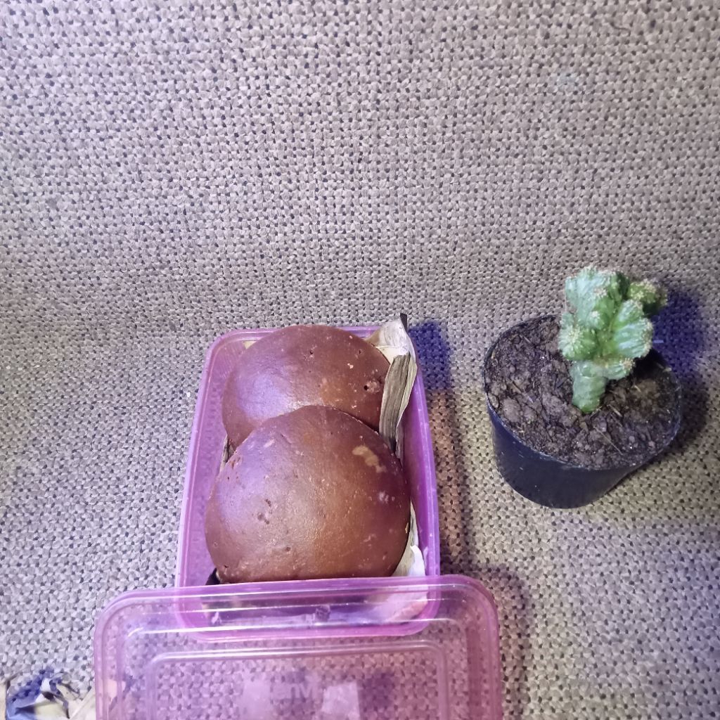 

Gula Aren asli 100% tanpa campuran pemanis tambahan