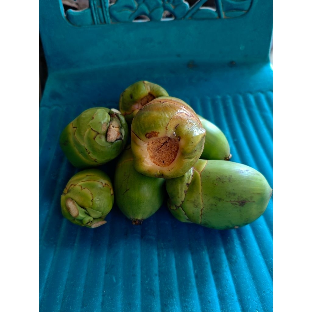 

Beluluk atau Tembuluk Kelapa Pesisir selatan Jawa Tengah