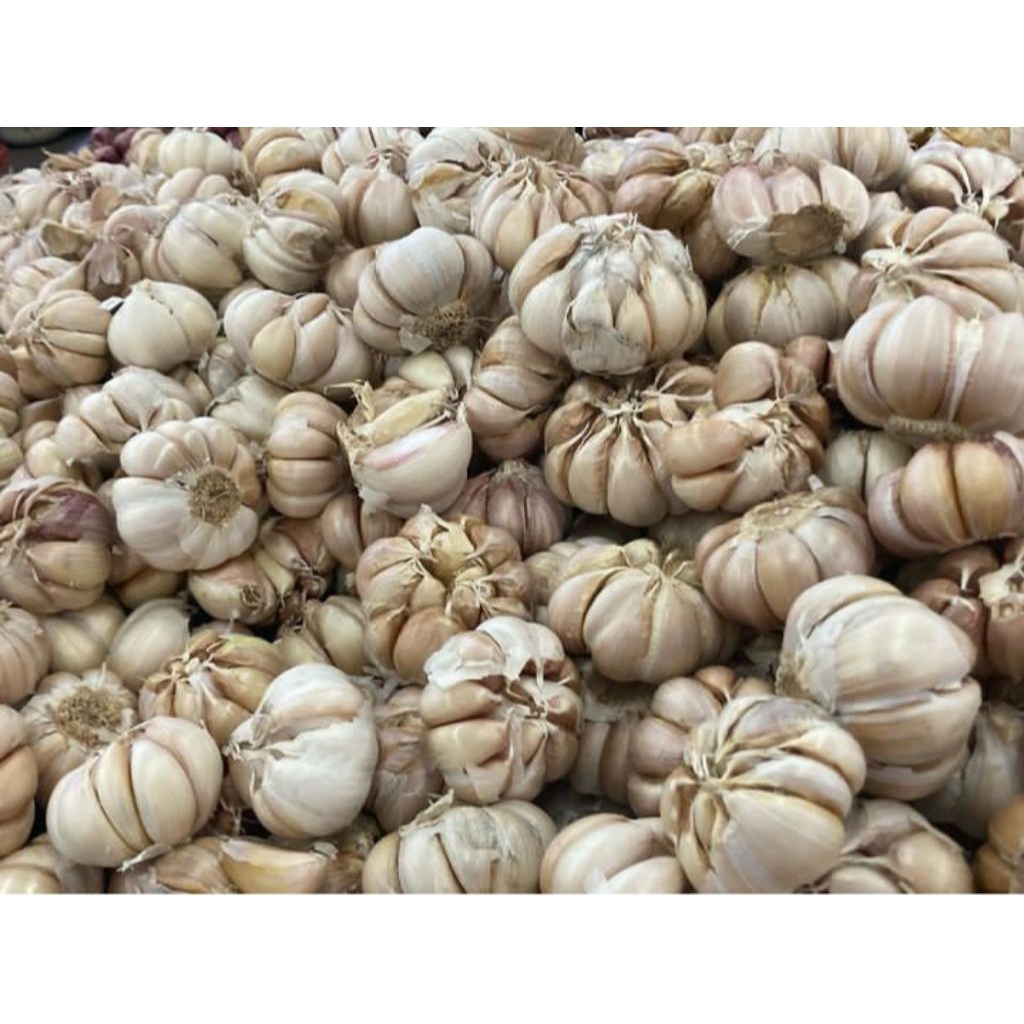 

BAWANG PUTIH MURAH STOK BARUU