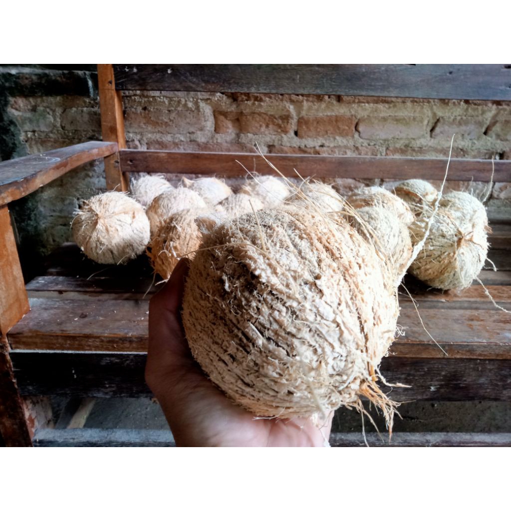 

Kelapa Tua Sudah Kupas