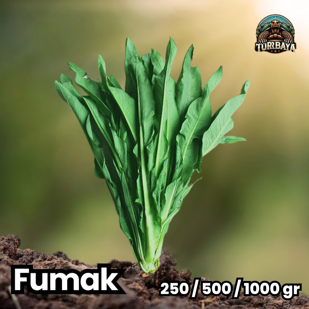 

Sayur Fumak Fresh / Sayur Premium Kura Kura Darat - 1kg