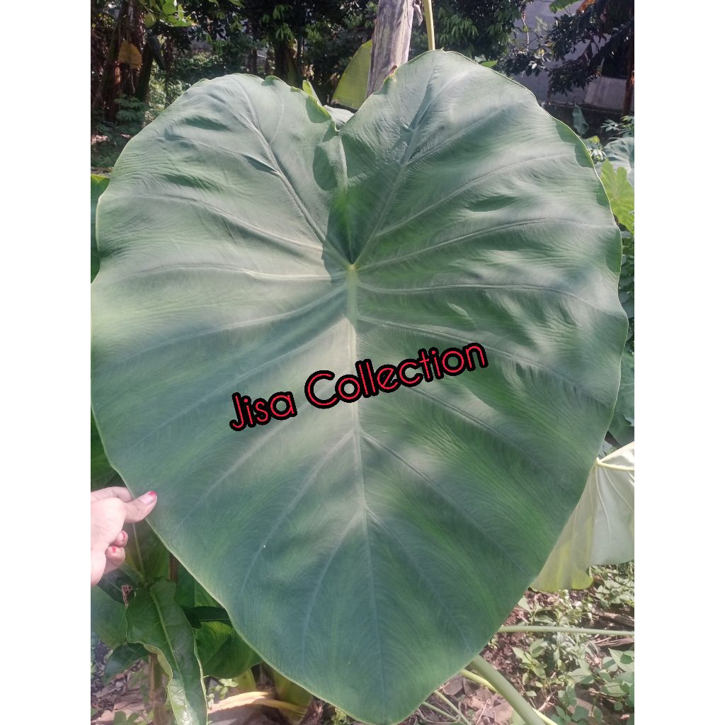 

PAKET HEMAT DAUN TALAS BOGOR 1KG FRESH