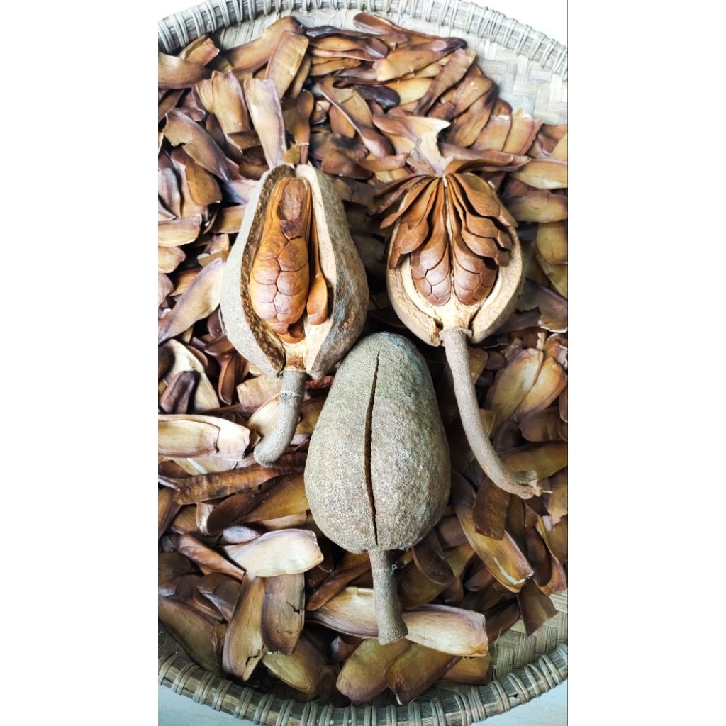 

Biji mAhoni kering belum di kupas 250 gram