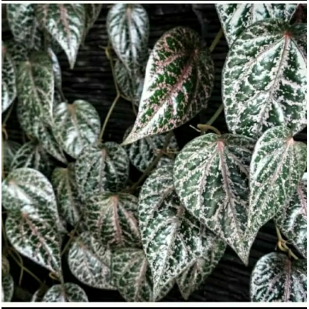 

daun sirih merah segar perlembar