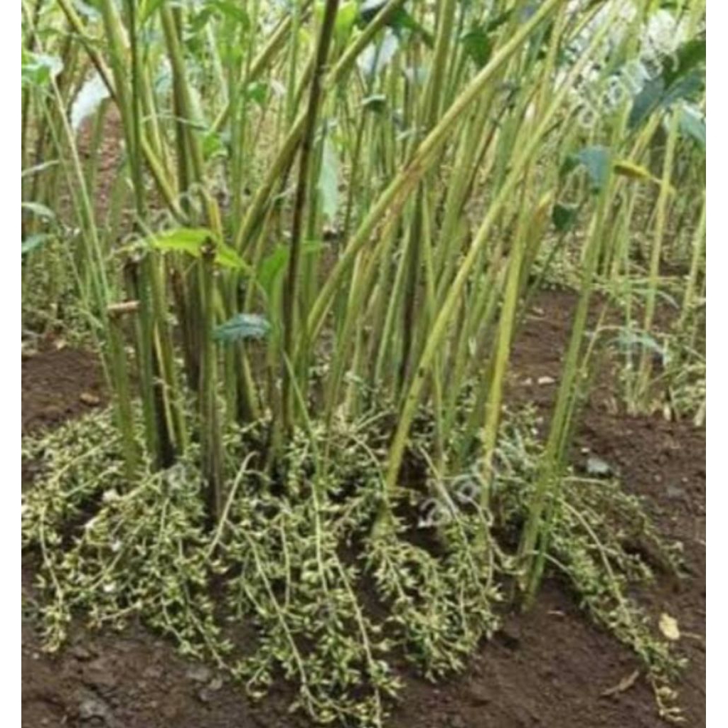 Bibit kapulaga india/kapulaga hijau