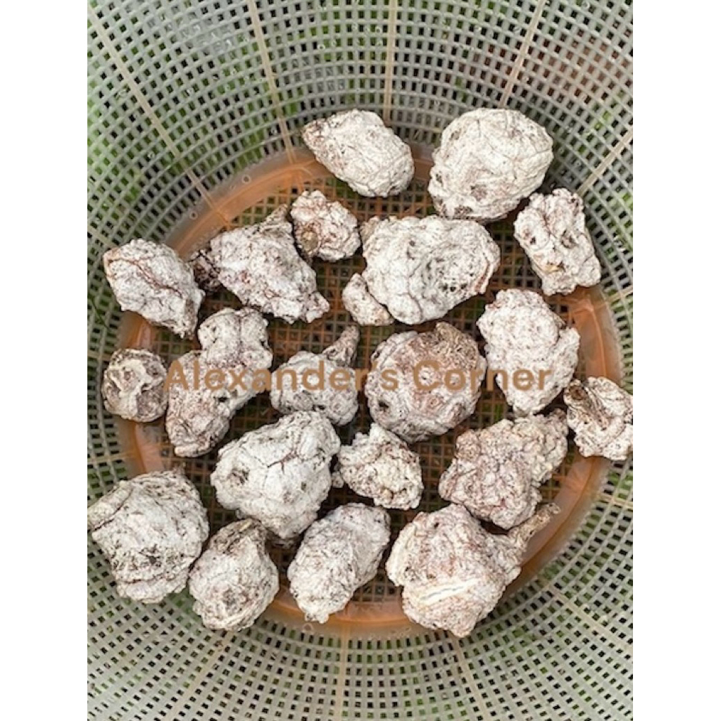 

Mencegah Batuk & Pilek Bubuk Jamur Susu Harimau / Tiger Milk Mushroom Powder - 50g