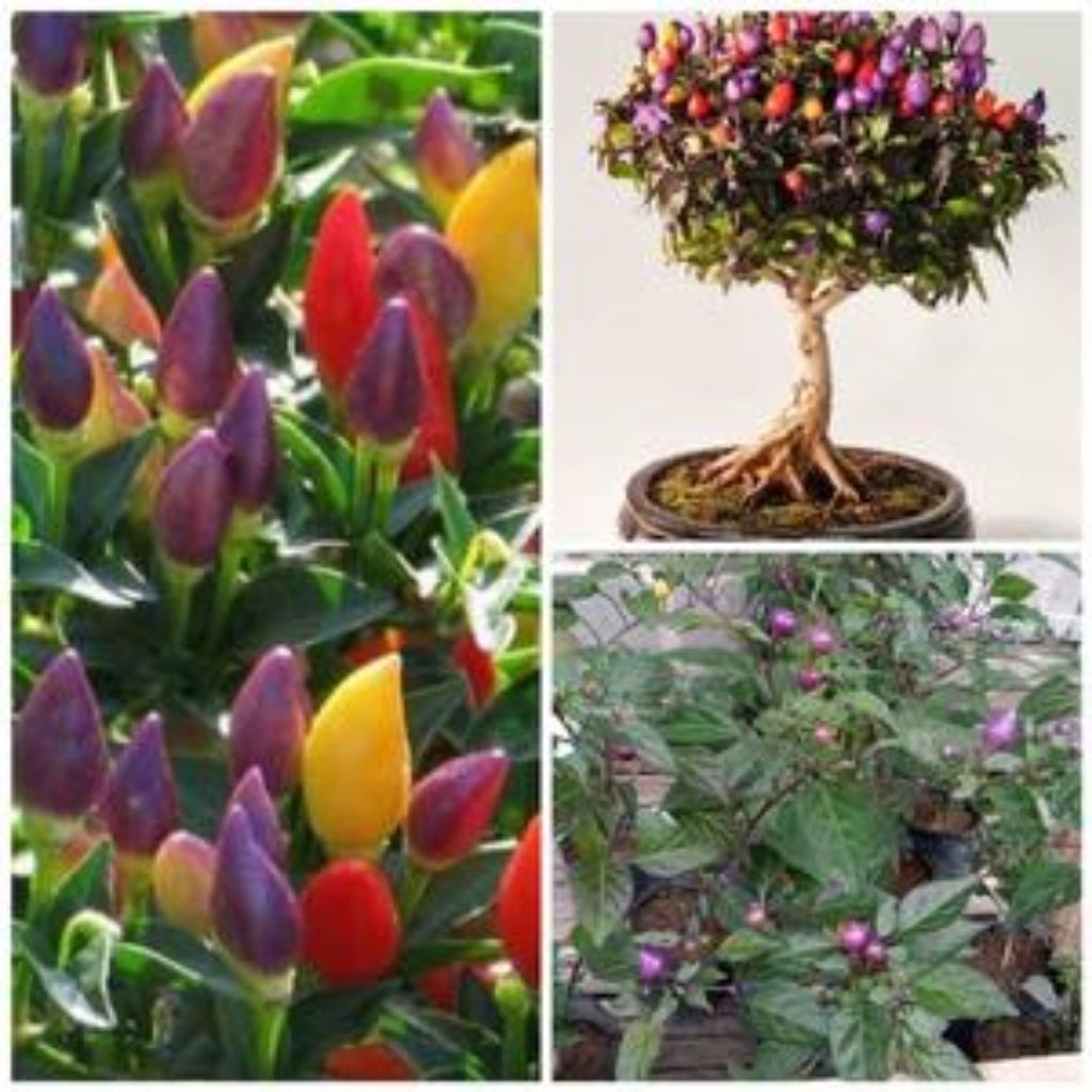 Benih Tanaman Cabai Pelangi