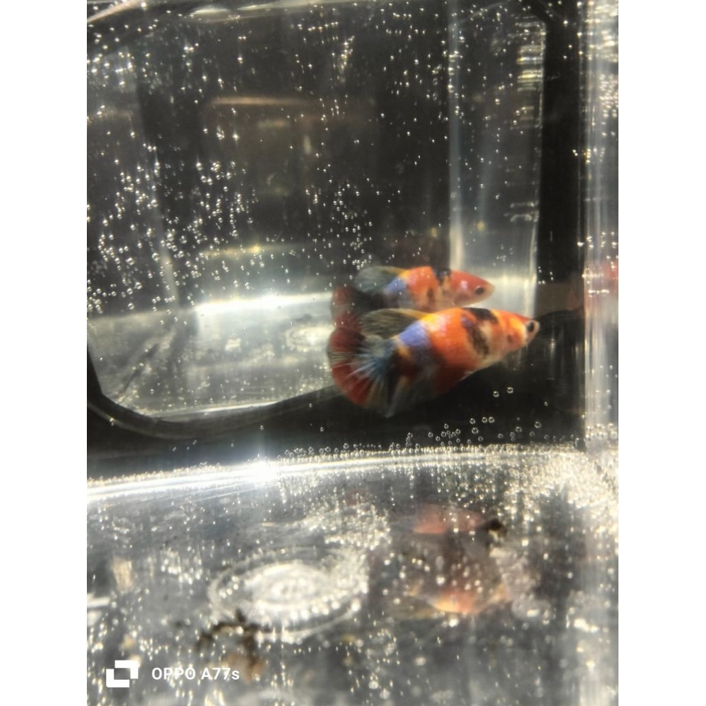 ikan cupang female/cewek hmpk yellow base multicolour size s++ sesuai foto/vidio real pict