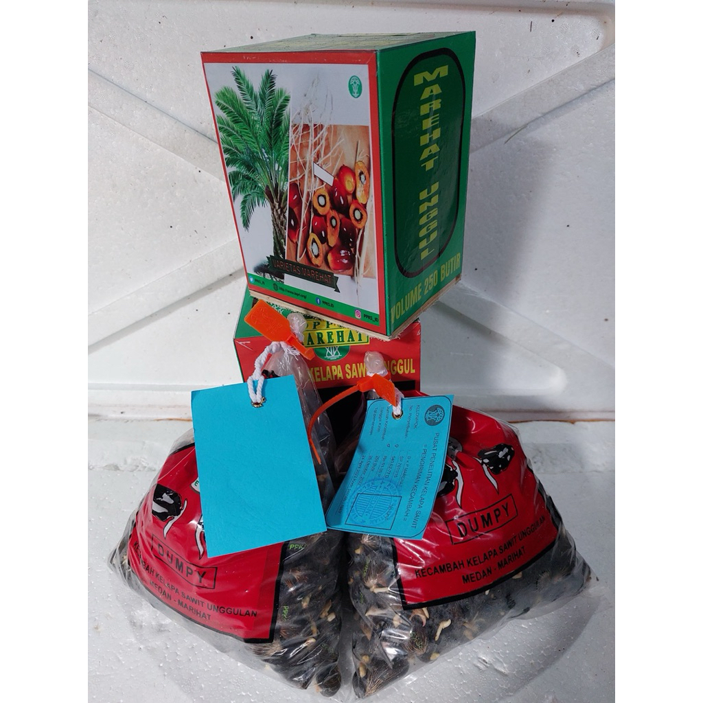 BIBIT BENIH KELAPA SAWIT (DXP PPKS DUMPY UNGGUL)