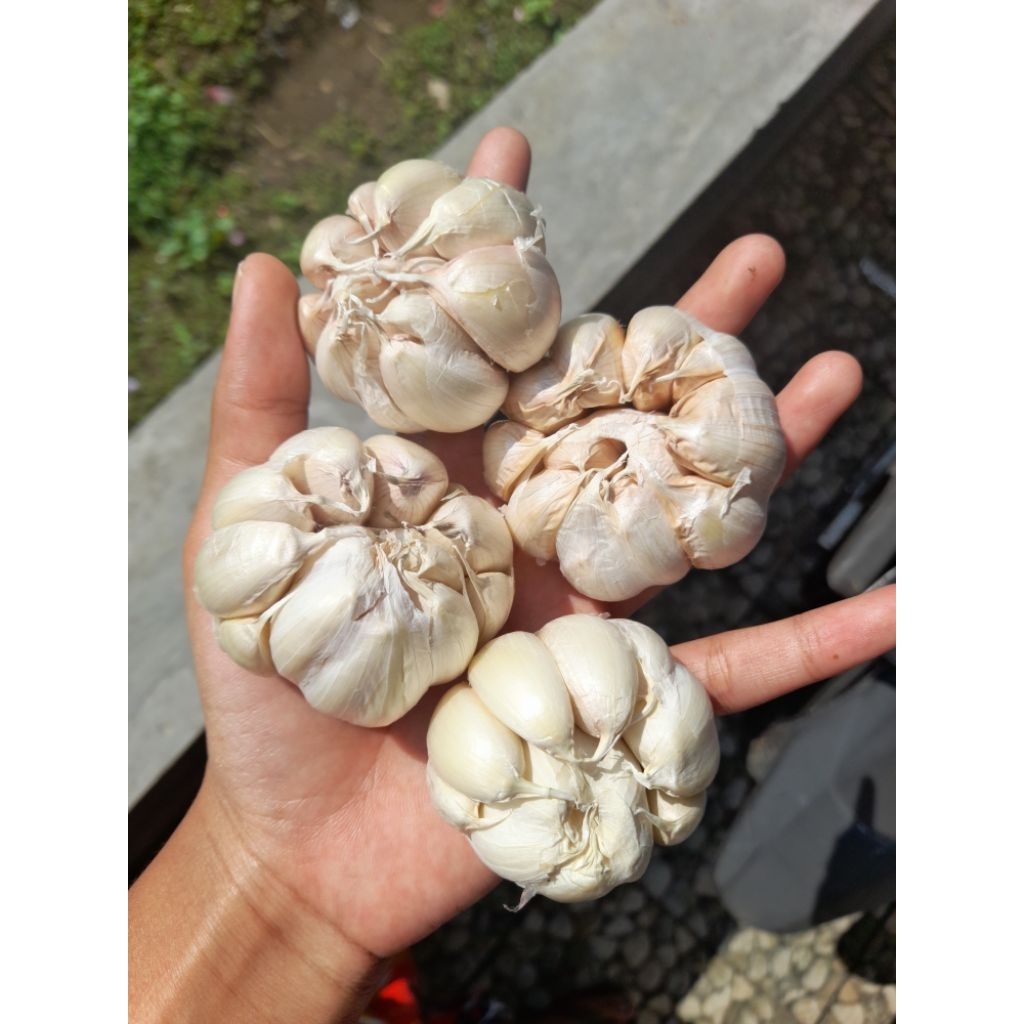 

1000gr Bawang Putih Bawang Sinco Fresh 1kg