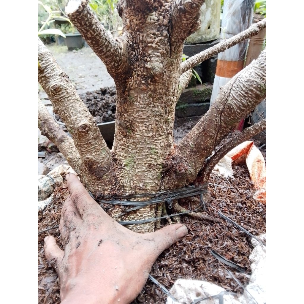 bonggol kimeng bogelan