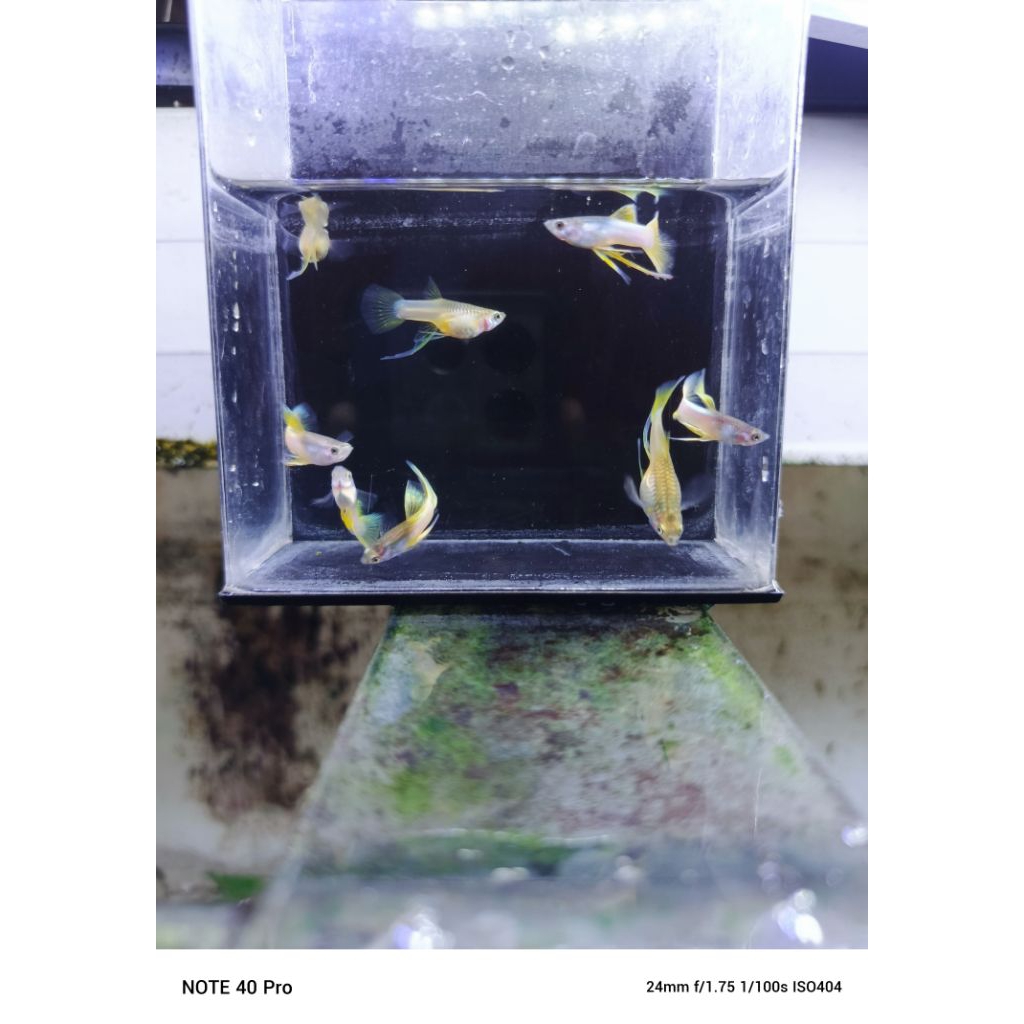 Pakan Guppy Yellow Pingu Ribbon Pasangan