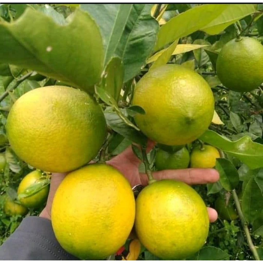 Bibit Lemon Lokal Cangkok Tanpa Biji Bibit Lemon Lokal Tanpa Biji Lemon Lokal Seedless