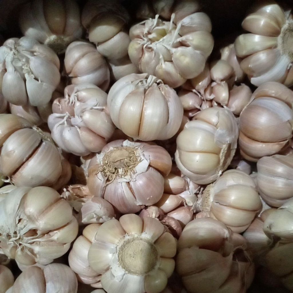 

bawang putih