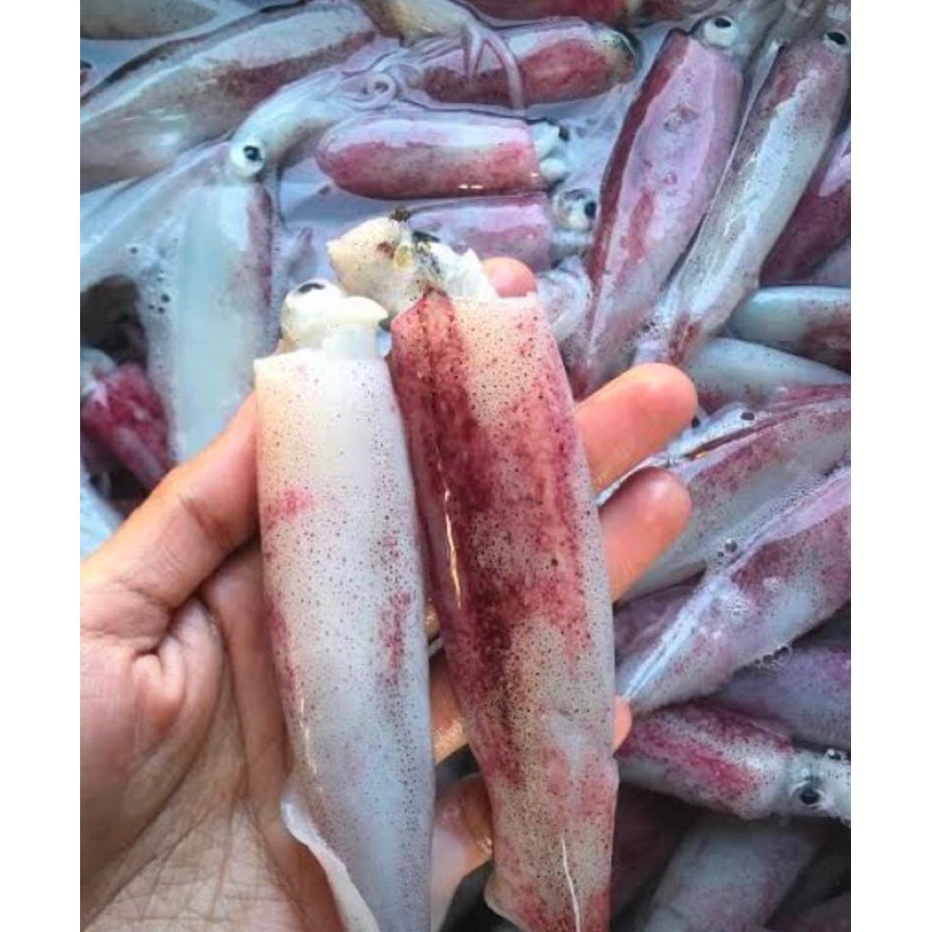 

Murah !!! Cumi Fresh Sedang 1kg