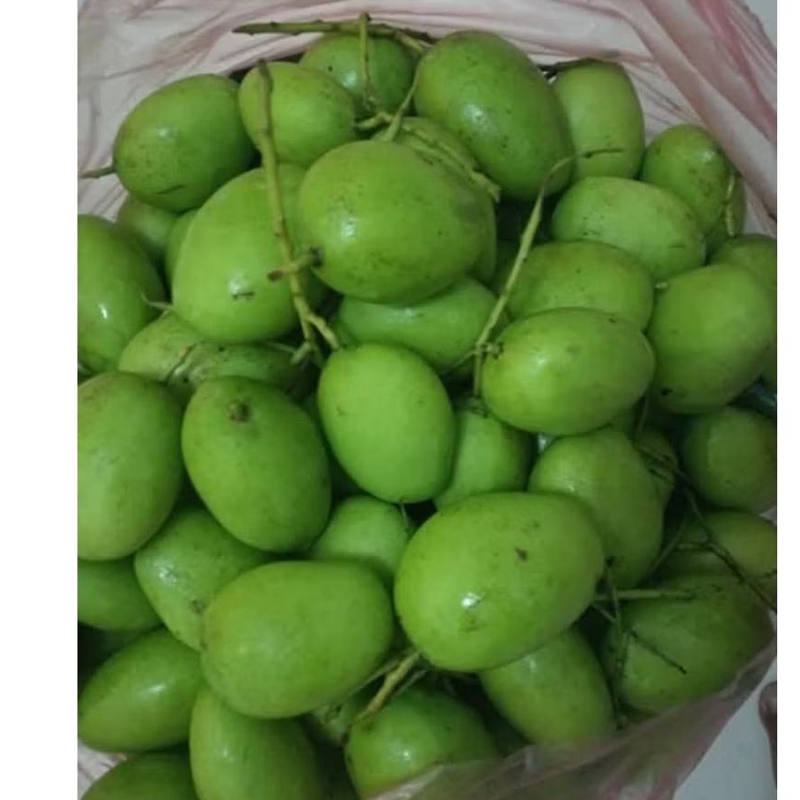 

MANGGA MUDA RUJAKAN FRESH