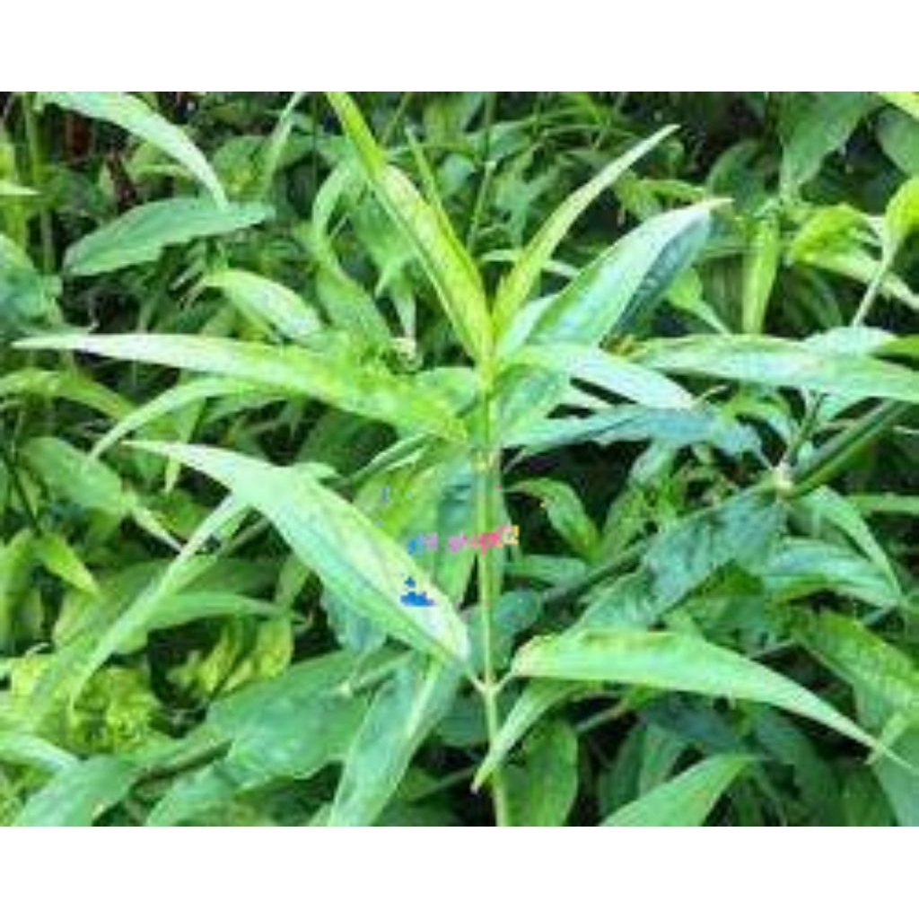 

daun belalai gajah segar per 100g di petik saat order