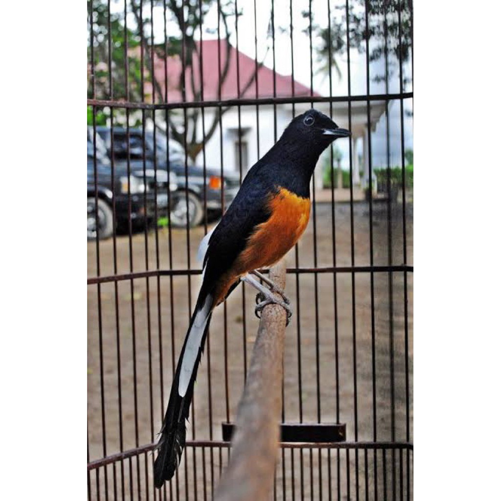 murai batu mh ekor panjang jantan pilihan