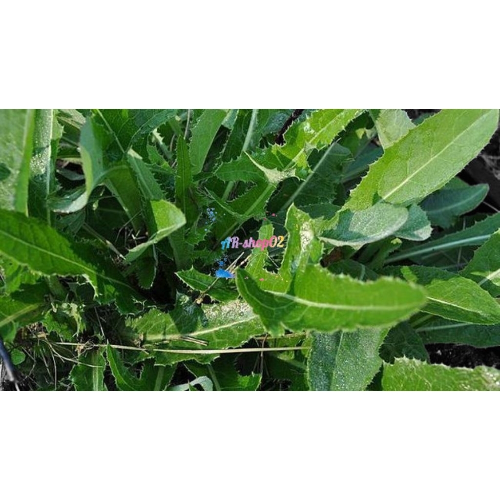 

daun tempuyung segar per 500g