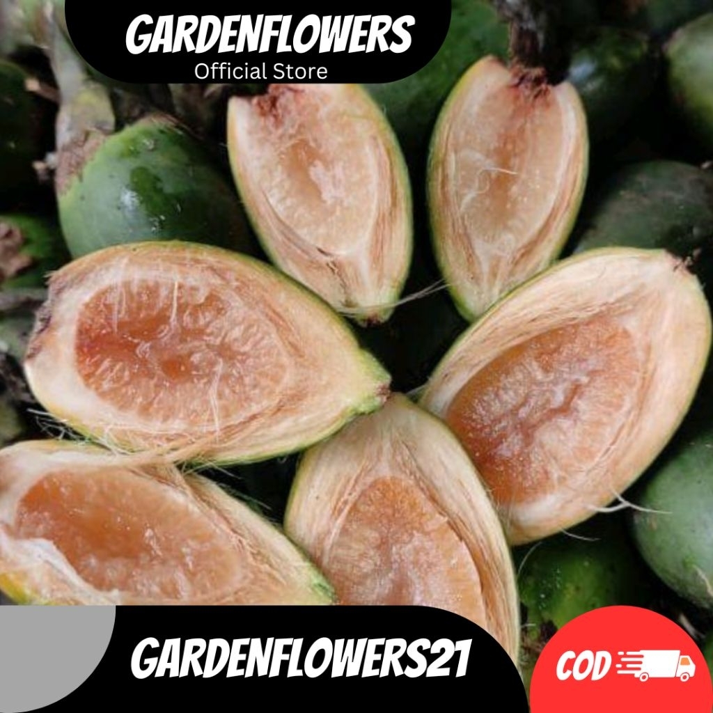 

BUAH PINANG MUDA SEGAR 1KG FRESH