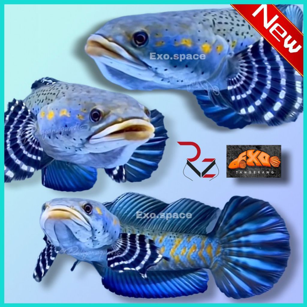 Blue Pulcra Spek Bahanan Kontes Dan Display Free Sticker Dan Pelet