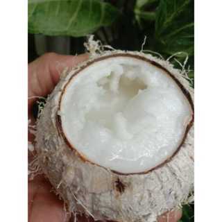 

KELAPA KOPYOR murah PAKET ISI 3