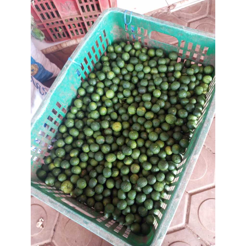 

Forcysn Jeruk Limau 1Kg Jeruk Sambal Fresh Petik